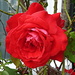Red red rose by boxplayer