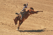 8th Jul 2014 - Ride 'em cowboy!