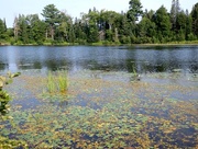 3rd Aug 2014 - Moffat Lake Water Lillies
