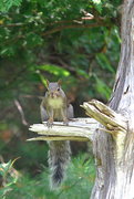 3rd Aug 2014 - Grey squirrel on the old dead tree!