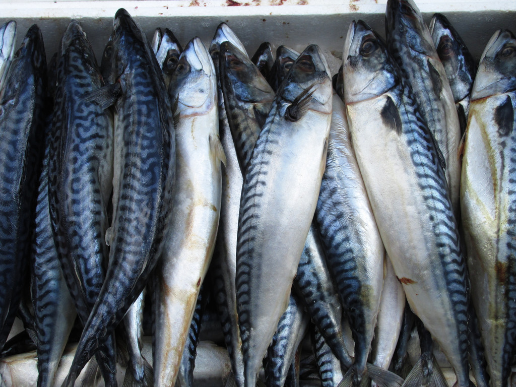 mackerel by shannejw