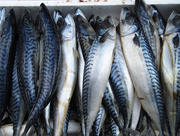 15th Jul 2014 - mackerel