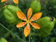 3rd Aug 2014 - Blackberry Lily 