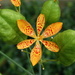 Blackberry Lily  by khawbecker