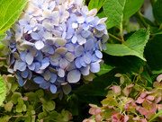 3rd Aug 2014 - Lavender Blue Hydrangea