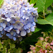 Lavender Blue Hydrangea by khawbecker