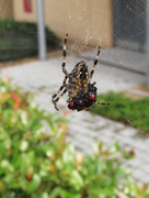 18th Jul 2014 - spider & prey