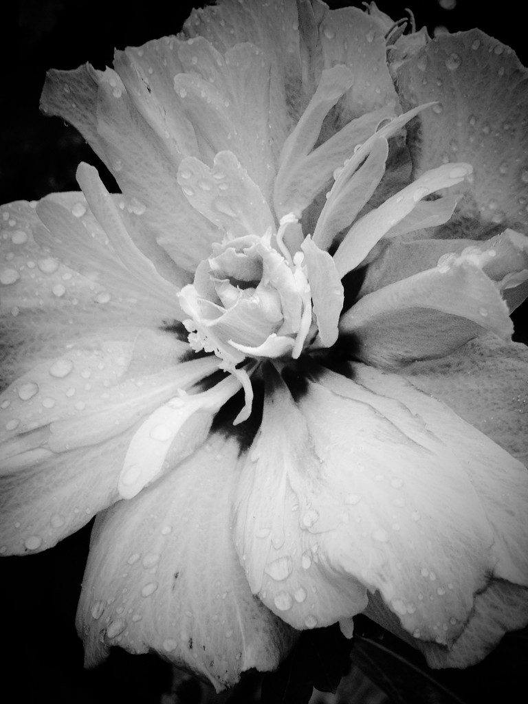 Rainy day rose by studiouno