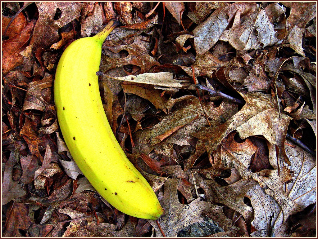 A Banana On the Forest Floor by olivetreeann