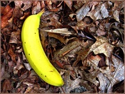 25th Jul 2014 - A Banana On the Forest Floor