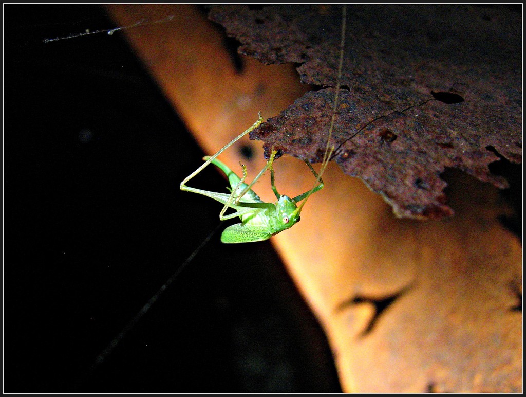 Another Little Grasshopper by olivetreeann