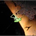 Another Little Grasshopper by olivetreeann