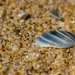 Little seashell  by gosia
