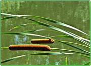 4th Aug 2014 - Bulrushes