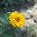 Yellow Flowers Everywhere by lauriehiggins