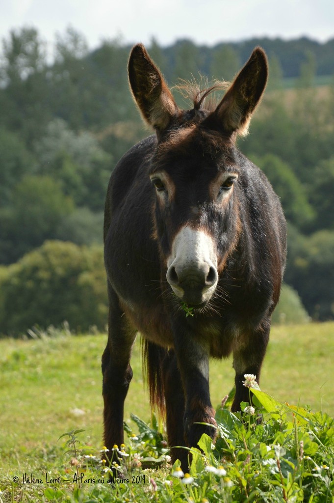 the cute donkey by parisouailleurs