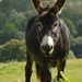 the cute donkey by parisouailleurs
