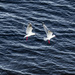 Duo landing by gosia