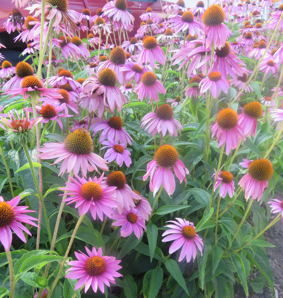 Coneflowers by rminer