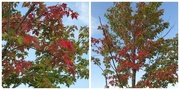 4th Aug 2014 - Leaves changing already?