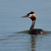 5th Jul 2014 - 4th August 2014 - Crested Grebe
