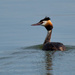 4th August 2014 - Crested Grebe by pamknowler