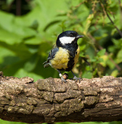 13th Jul 2014 - 4th August 2014 - Great Tit