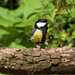 4th August 2014 - Great Tit by pamknowler