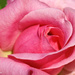 Pink Rose by lynne5477
