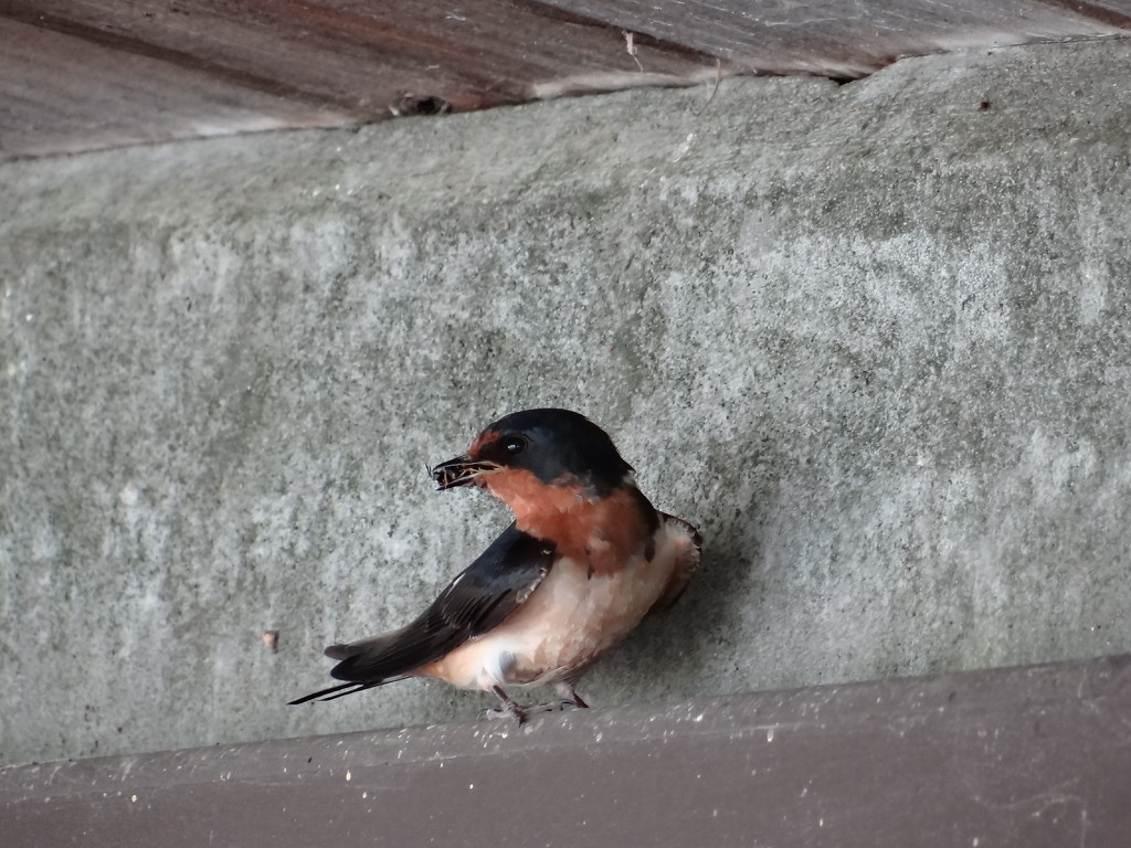 Barn Swallow waiting to feed her nestlings by annepann