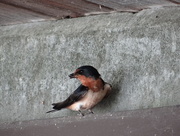 4th Aug 2014 - Barn Swallow waiting to feed her nestlings