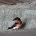 Barn Swallow waiting to feed her nestlings by annepann