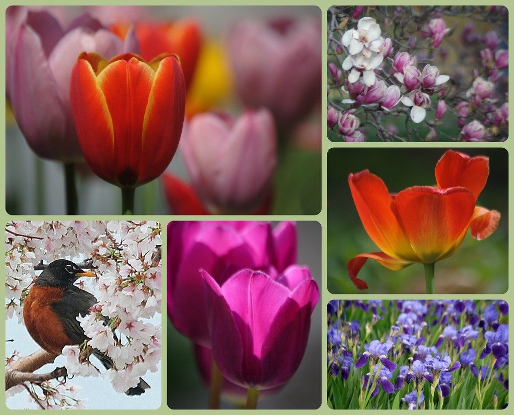 My Favorite Photos in a Collage - Spring by genealogygenie