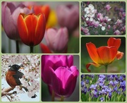 4th Aug 2014 - My Favorite Photos in a Collage - Spring