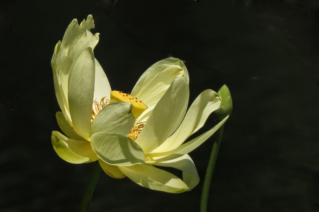 Water Lily in Hiding by milaniet