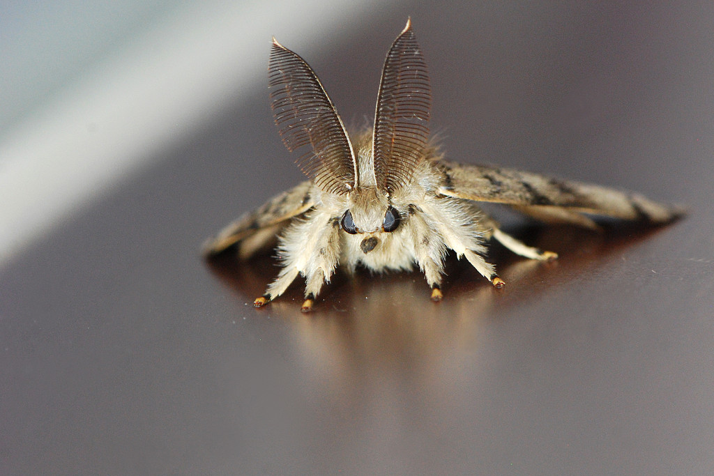 Macro Moth! by fayefaye
