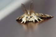 4th Aug 2014 - Macro Moth!