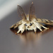 Macro Moth! by fayefaye