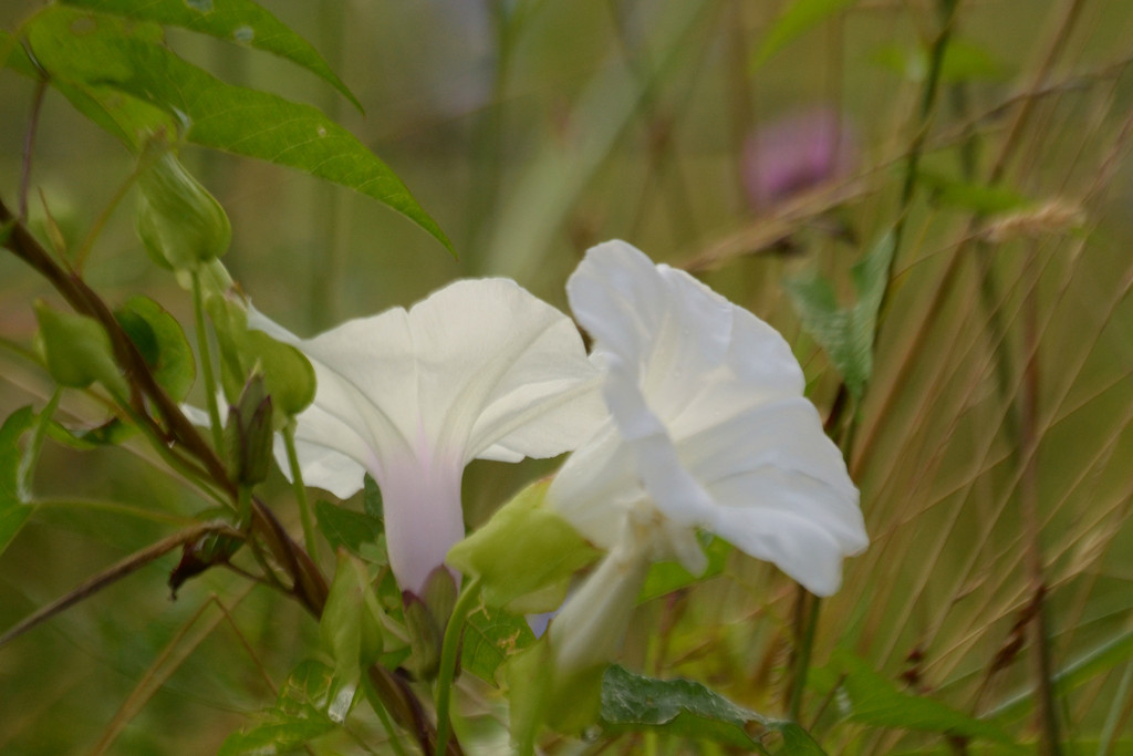 Morning Glory by francoise