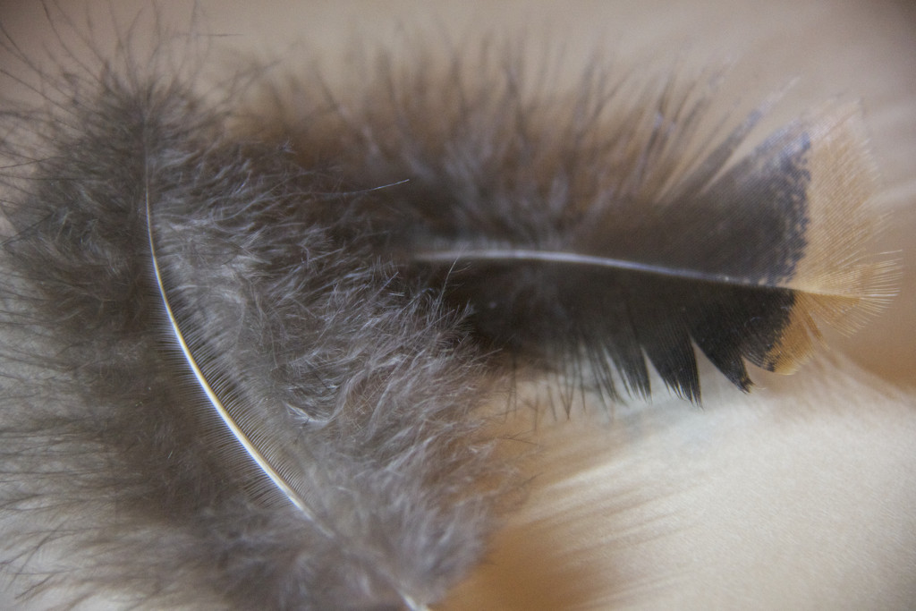 Turkey feathers by randystreat