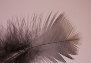 4th Aug 2014 - Feather