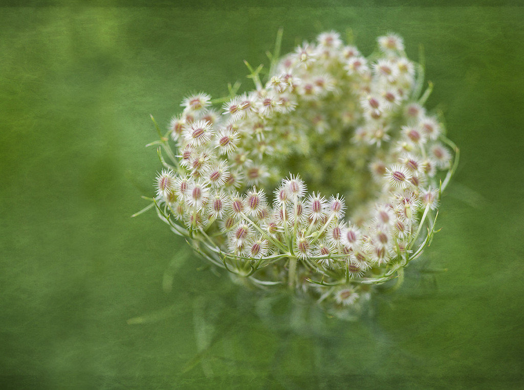 Queen's Anne's Lace Opening by gardencat