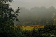 4th Aug 2014 - Misty Meadow