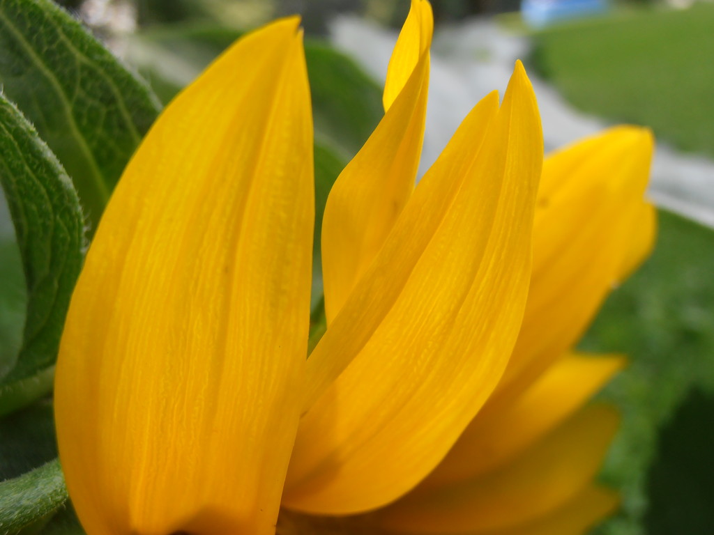 Sunflower Petals by julie