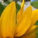 Sunflower Petals by julie