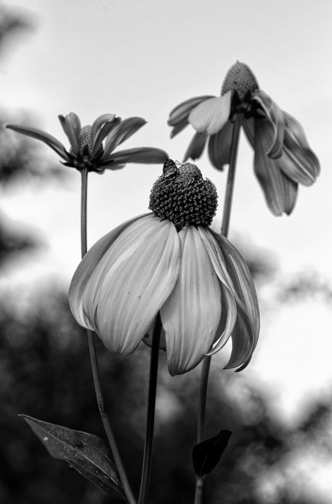 Flower In Black And White by digitalrn