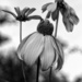 Flower In Black And White by digitalrn
