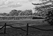 4th Aug 2014 - Corn Field