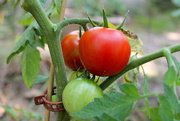 14th Jul 2014 - First Tomatoes!