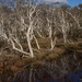 Paperbark swamp forest by gosia